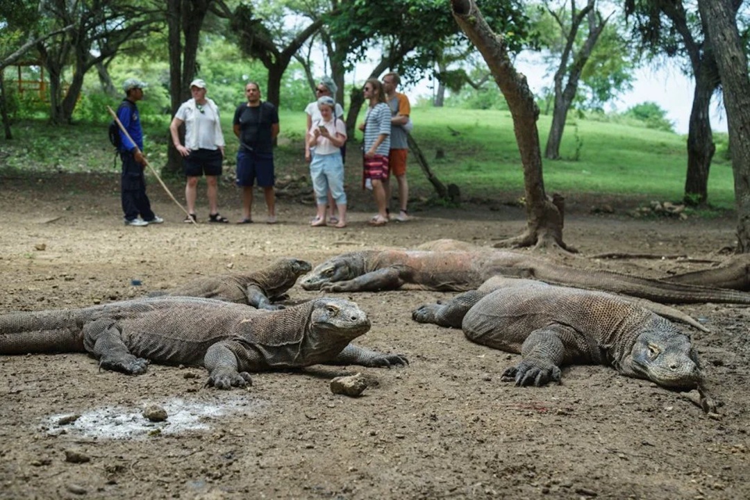 Tour Komodo